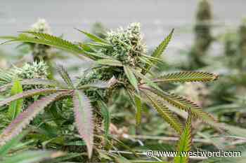 Mercury Levels Flag Colorado Medical Marijuana Recall - Westword