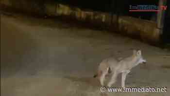 Avvistato un lupo sul Gargano, girava spaesato alla periferia di San Marco in Lamis. "È una specie da rispettare e tutelare" - l'Immediato