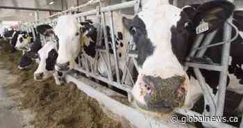 Alberta dairy industry watching impact of B.C. floods and landslides, raising funds for farmers