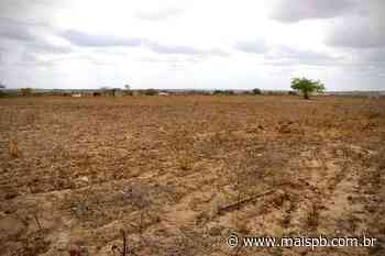 MaisPB • Projeto cultiva 20 mil palmas forrageiras para alimentar rebanhos em Soledade - MaisPB