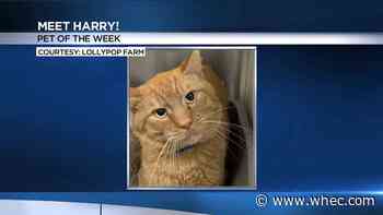Pet of the Week: Meet Harry!