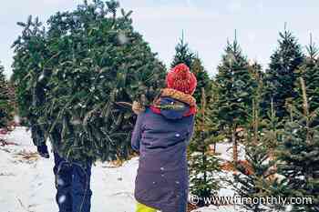 Where to Find the Perfect Christmas Tree in Rhode Island - Rhode Island Monthly
