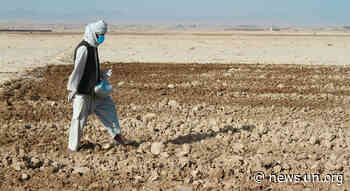 Afghanistan's farmers, herders desperate for seed, food and cash - UN News