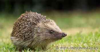 Falkirk area residents urged to donate food to help feed over 100 hedgehogs - Scottish Daily Record