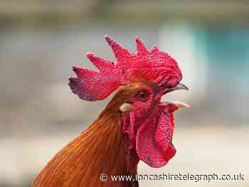 Bird flu update issued by council as cases emerge in Lancashire