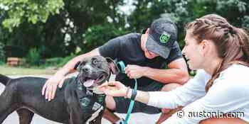 Austi​n FC's 'mascots' find forever homes with Austin Pets Alive! program - Austonia