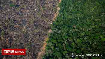 Brazil: Amazon sees worst deforestation levels in 15 years