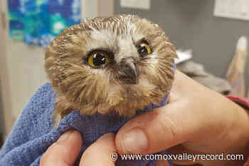 Merville’s MARS Hospital dealing with influx of owls - Comox Valley Record