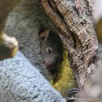 Baby-Koala in Duisburg blinzelt aus dem Beutel - radioeuskirchen.de