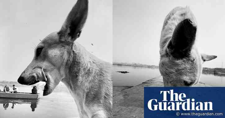 Dog days: Dimpy Bhalotia’s best phone pictures