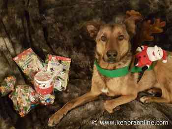 It's A Dog's Life spreading Christmas cheer - KenoraOnline.com
