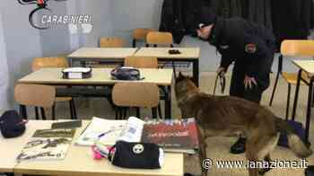 Prato, controlli antidroga nelle scuole. Unità cinofile nelle aule - La Nazione