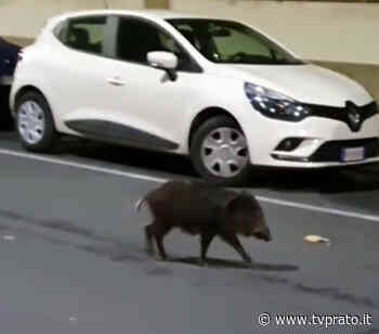 Un cinghiale a spasso per via Machiavelli - tvprato.it