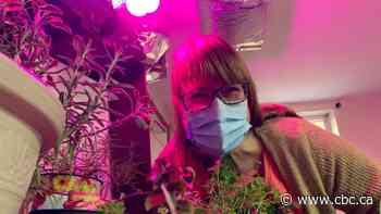 Cheap winter gardening is possible even in Alberta — these residents are doing it