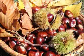 Châtaignes, festival OVNi, tour des friperies... Que faire à Nice et ses alentours ce week-end ? - actu.fr