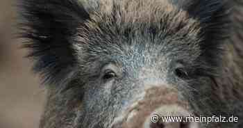 Angefahrenes Wildschwein musste erschossen werden - Bruchsal - DIE RHEINPFALZ - Rheinpfalz.de
