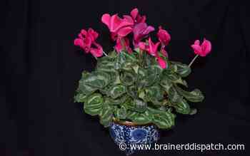 Ask the Master Gardener: Caring for colorful cyclamen plants - Brainerd Dispatch