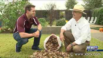 Weekend Gardener: Don't trash the fallen leaves that could be fertilizer - KBTX