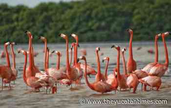 Birdwatching Marathon coming to Celestún November 20 and 21 – The Yucatan Times - The Yucatan Times