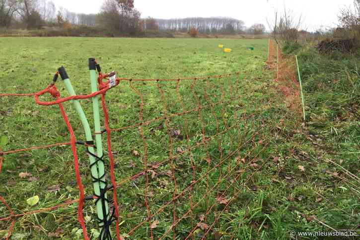 Schrikdraadapparaten ’s nachts  gestolen langs drukke gewestweg in Schulen