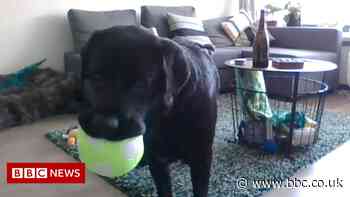 Pets can ring owners with DogPhone and other tech news