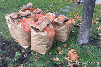 Garden waste collection in progress - City of Westmount - Ville de Westmount