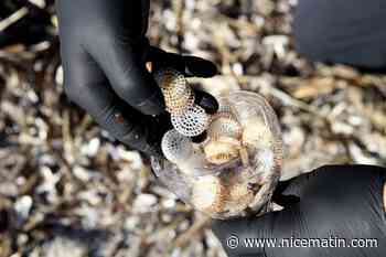 Vaste opération de dépollution sur 11 plages de Corse, environ 100.000 biomédias collectés