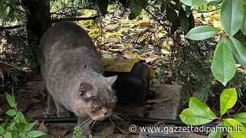 Gattina British Shorthair ritrovata in via Testi - Gazzetta di Parma