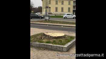 Tagliata una storica pianta davanti al Tardini - Gazzetta di Parma