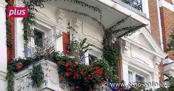 Begrünung soll in Bischofsheim gefördert werden - Echo Online