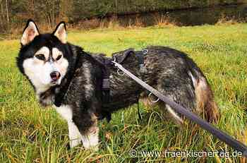 Tierheim Kronach: Wer mag Risotto? - Fraenkischer Tag