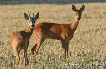Verstoß gegen Jagdgesetz: Hund reißt Reh - Neue Presse Coburg - Neue Presse Coburg