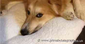 Couple hospitalised after dog they just got from shelter attacked them - Grimsby Live