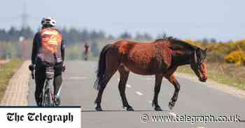 New Forest rangers bridle at 'abusive' cyclists scaring off ponies during annual count - The Telegraph