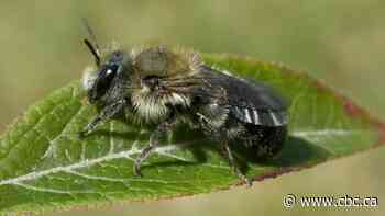 A blue-green bee from the boreal forest could help food production in northern Quebec - CBC.ca