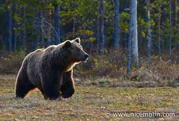 Dans l'Ariège, un chasseur tue une ourse qui venait de le mordre