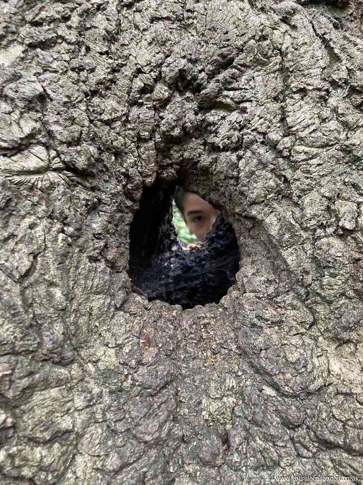 A Hole in a Tree - Holly Goodchild, Newstead Wood School