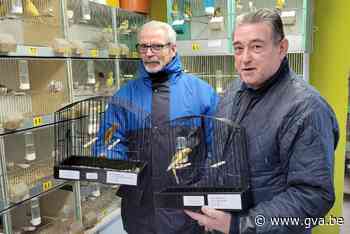 Guido is het kampioen spelen met zijn kanaries niet verleerd - Gazet van Antwerpen