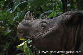 Can Holistic Conservation Save the Sumatran Rhino?