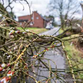 Gefahr für A40 und Spielplatz - Risikobäume in Essen müssen gefällt werden - Radio Essen