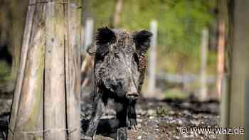 Essen: Familien sollen Wildgatter im Heissiwald kennenlernen - Westdeutsche Allgemeine Zeitung