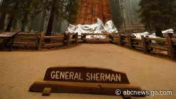 Wildfires torched up to a fifth of all giant sequoia trees