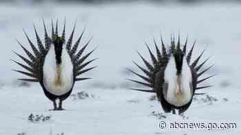 Biden mulls reversing Trump rules on western grouse species