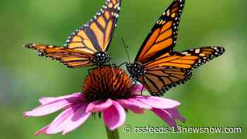 Public asked to report monarch butterfly sightings in South
