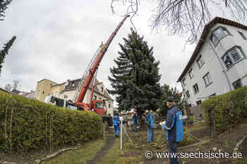 Riesa: Riesas Weihnachtsbaum ist gefällt - Sächsische.de