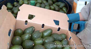 DOF 17/11/21: Atlixco, Ocoyucan, libres de plaga del aguacatero - Ángulo 7