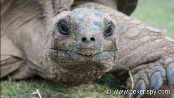 Descubren defensas genéticas que permiten a las tortugas gigantes vivir libres de cáncer - TekCrispy