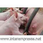 Alemania confirma casos de peste porcina africana en zonas que eran libres de la enfermedad - Interempresas