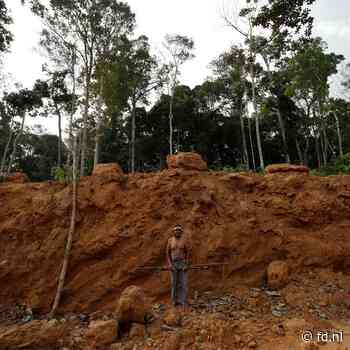Brussel: geen koffie uit houtkapgebied meer in het winkelschap - Het Financieele Dagblad
