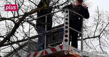 Weihnachtsmarkt in Raunheim abgesagt - Echo Online